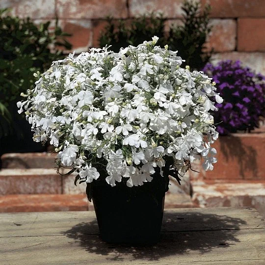 Лобелия Ривьера белая 200 семян, Pan American flowers