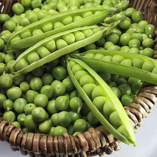 Горошок для консервування Грунді F1 5 г ранній, May Seed - Фото 3