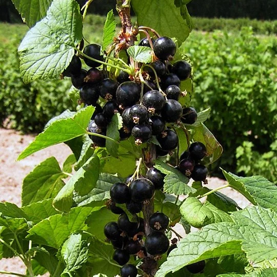 Смородина Оріана чорна середньорання - Фото 2