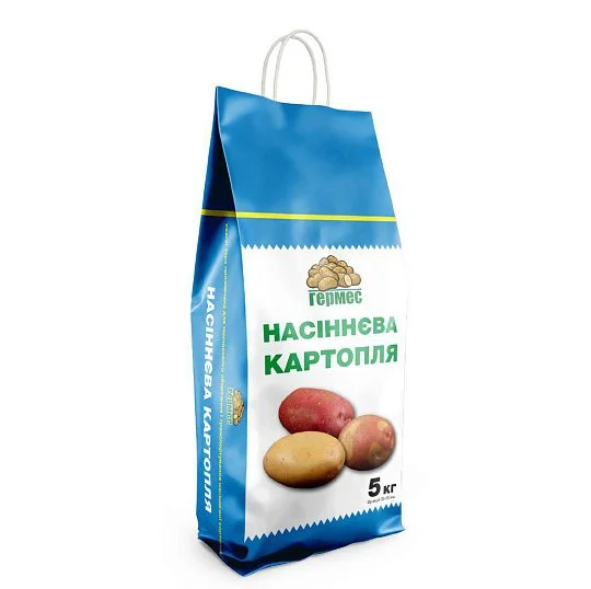 Картофель семенной Сетанта 5 кг, Нидерланды - Фото 2