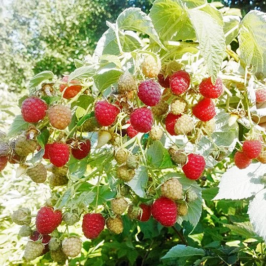 Малина Хімбо Топ червона ремонтантна - Фото 2