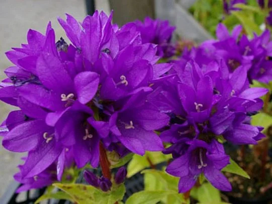 Колокольчик Бельфлер 1000 семян скученный синий, Syngenta Flowers