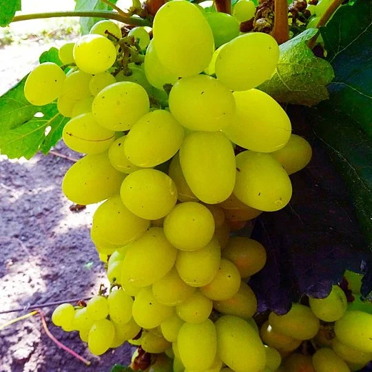 Саженцы винограда Продюссер