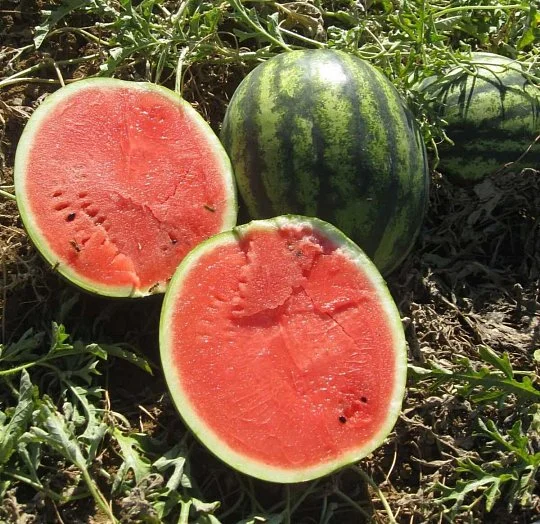 Кавун Ерлі Джитана F1 1000 шт ранній, United Genetics