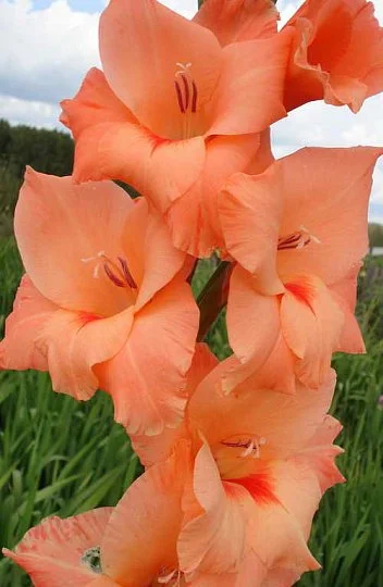 Гладиолус Peter Pears 3 шт крупноцветковый, De Ree - Фото 2