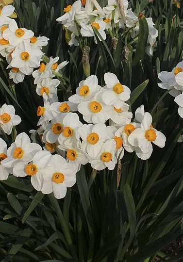 Нарцис Geranium 2шт багатоквітковий De Ree (10320)