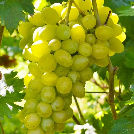 Саженцы винограда Слава Украине