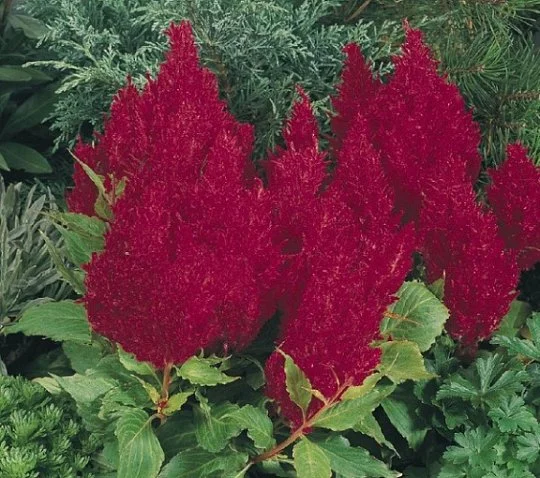 Целозия перистая Глоу 200 семян красная, Pan American flowers