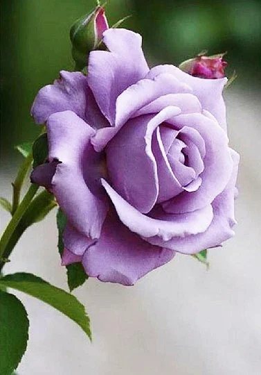Роза Виолет Парфум чайно-гибридная