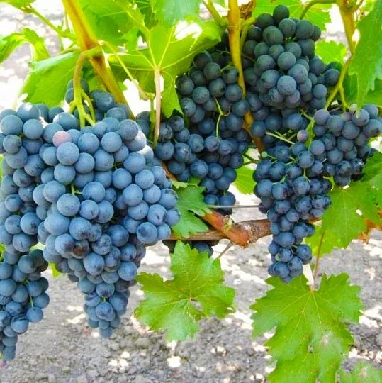Саженцы винограда Фресно сидлис кишмиш