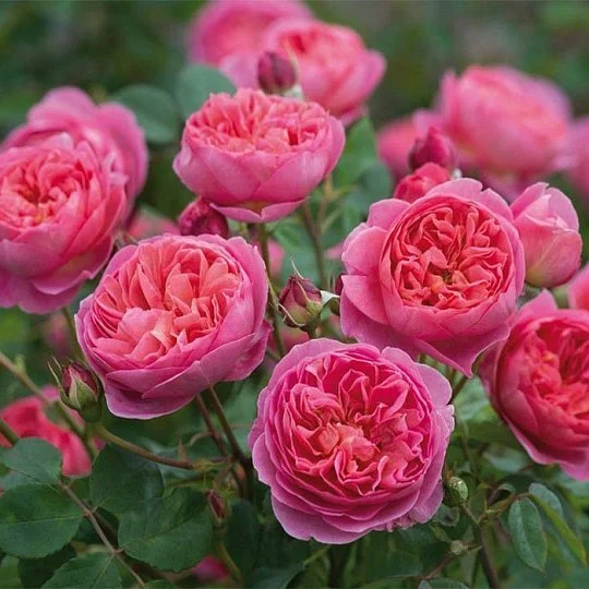 Роза Розовый лед английская плетистая