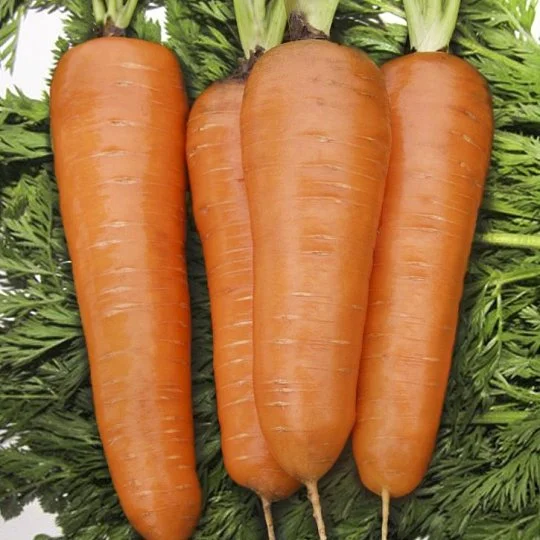 Морковь Курода 500 г ранняя, Agri Saaten