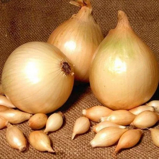 Цибуля сівок (арбажейка) Амфора 500 г овальна жовта, ТОР