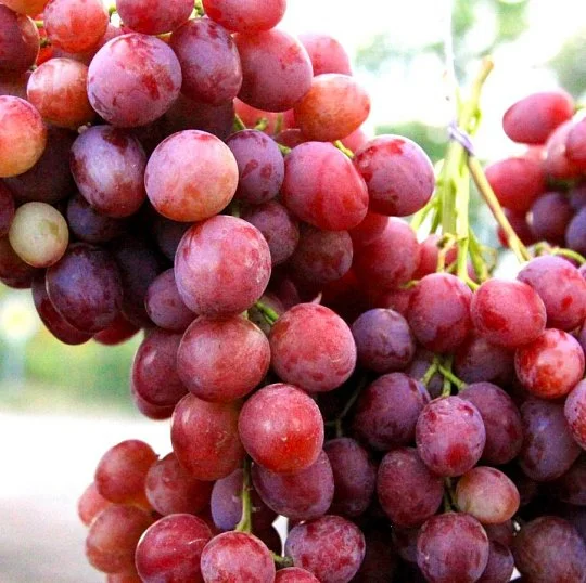 Саженцы винограда Шедевр