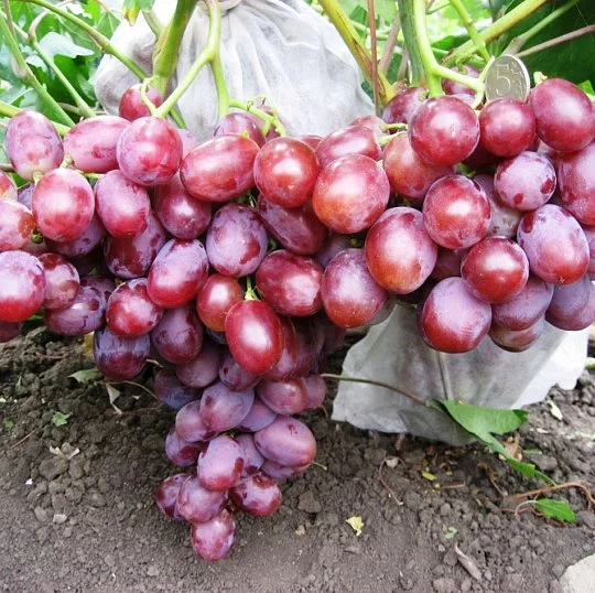 Саженцы винограда Фаверия кишмиш