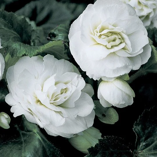 Бегония клубневая Гоу-Гоу F1 100 семян белая, Syngenta Flowers