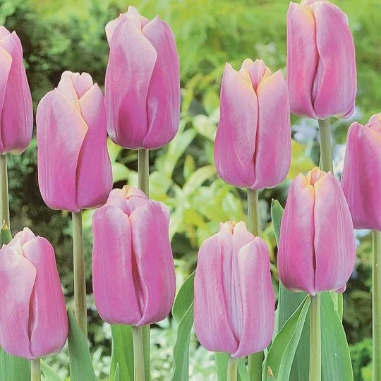 Тюльпан Holland Beauty 3 шт триумф, De Ree