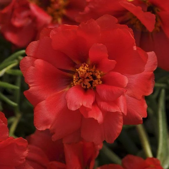 Портулак махровый Хеппи Ауер темно-красный 200 семян, Pan American flowers