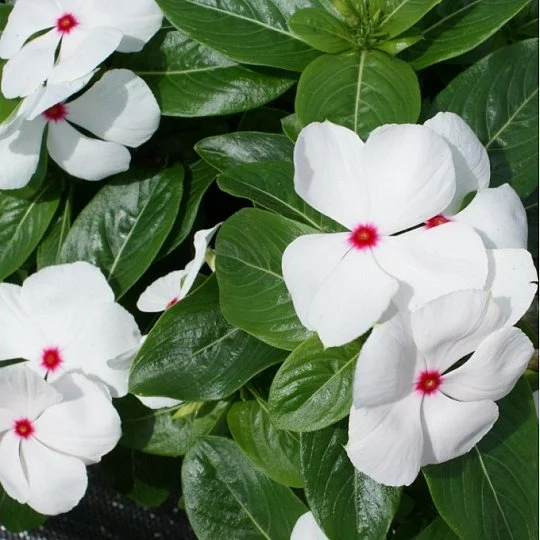 Катарантус ампельный Медитер F1 100 семян белый, Pan American flowers