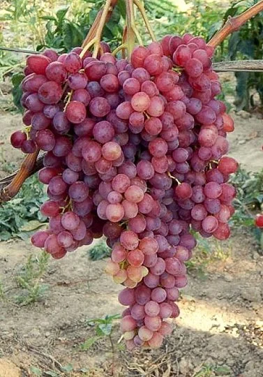 Саженцы винограда "Велес" - Фото 2
