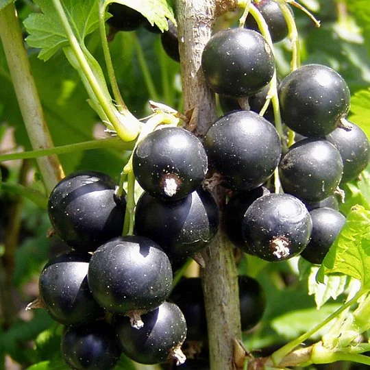 Смородина Краса Львова чорна середньопізня - Фото 2