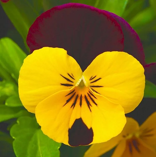 Віола рогата Пенні F1 100 насіння жовта з червоним крилом, Syngenta Flowers