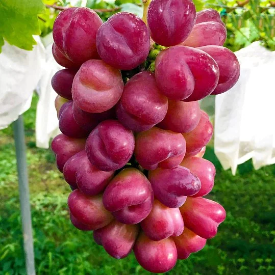 Саджанець винограду Май Хат