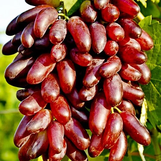 Саджанець винограду Карнавал