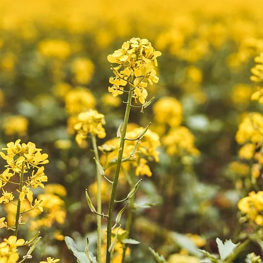 Горчица белая на развес, Агролиния