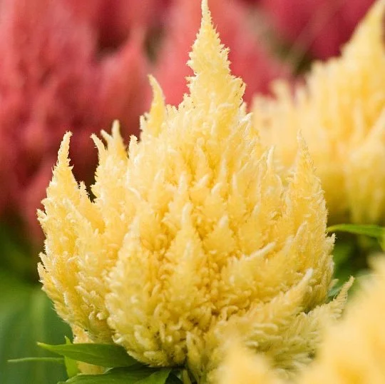 Целозія Айс Крем 200 насіння периста світло-жовта, Pan American flowers