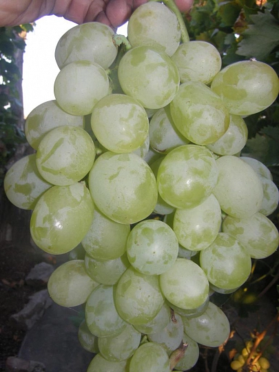 Саженцы винограда Антоний Великий