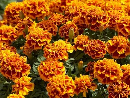 Бархатцы отклоненные Жани 1000 семян флейм, Pan American flowers