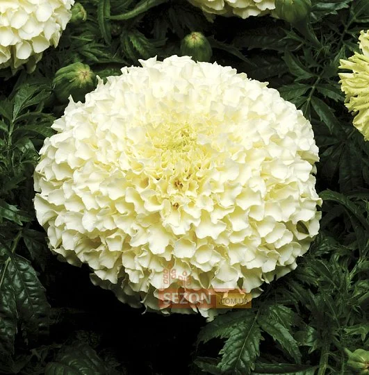 Бархатцы прямостоячие Ванилла F1 100 семян кремово-белые, Pan American flowers