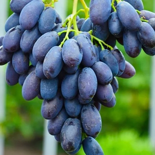 Саженцы винограда Каталония