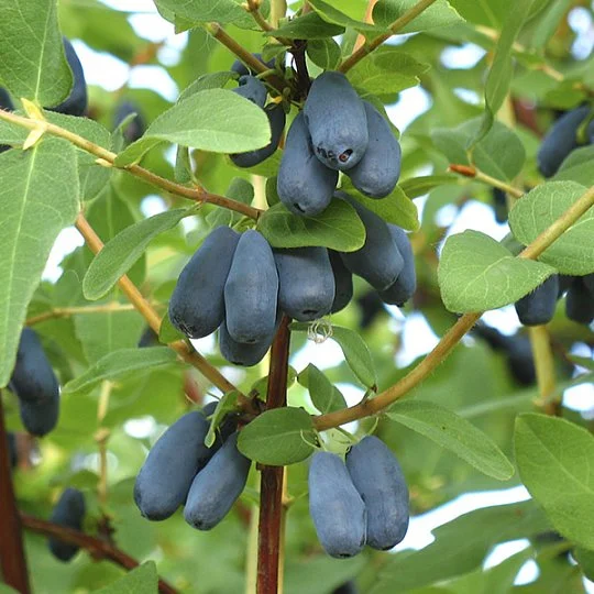 Жимолість Дует рання - Фото 2