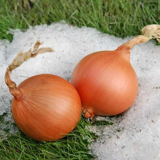 Цибуля Екстра Ерлі голд F1 10000 насінин ріпчастий озимий ранній, Unigen Seeds - Фото 3