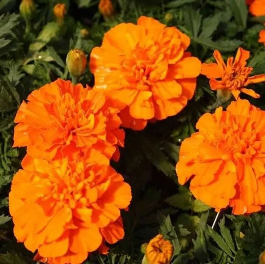 Чорнобривці Супер герой темно-жовтогарячі 1000 насінин, Benary