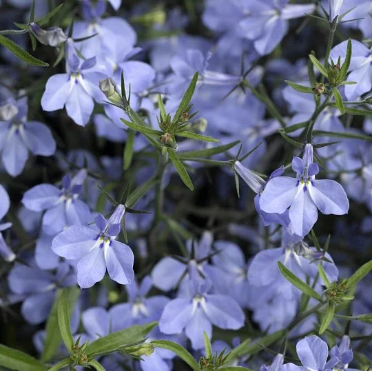 Лобелия Ривьера голубая 200 семян, Pan American flowers