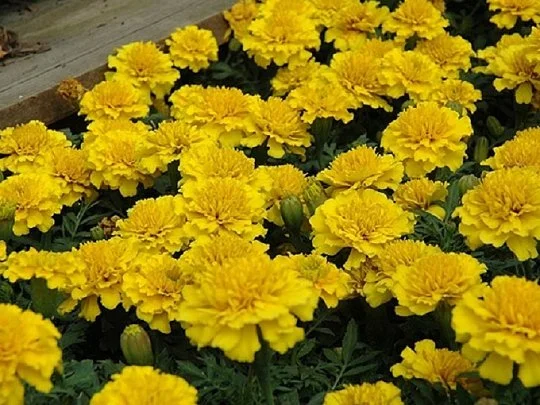 Бархатцы отклоненные Жани 1000 семян лимонный, Pan American flowers