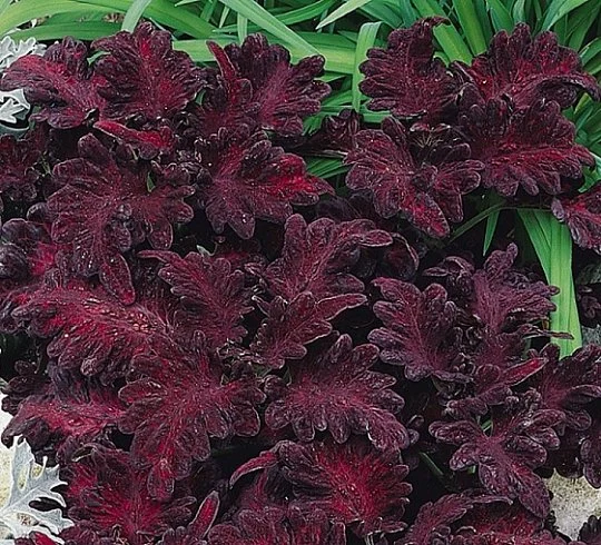 Колеус Блюма Блек Дрегон 100 семян бордовый, Pan American flowers