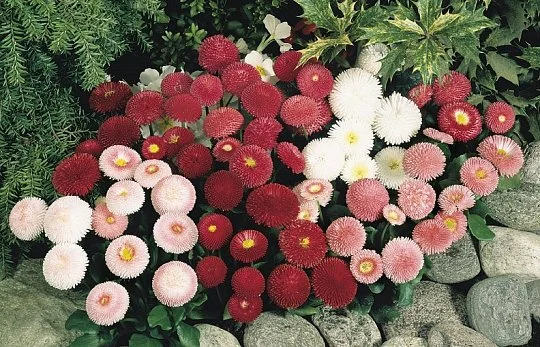 Маргаритка Тассо 1000 дражированных семян смесь, Benary flowers