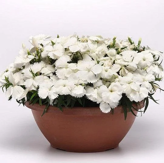 Гвоздика китайская Корона F1 белая 100 семян, Pan American flowers