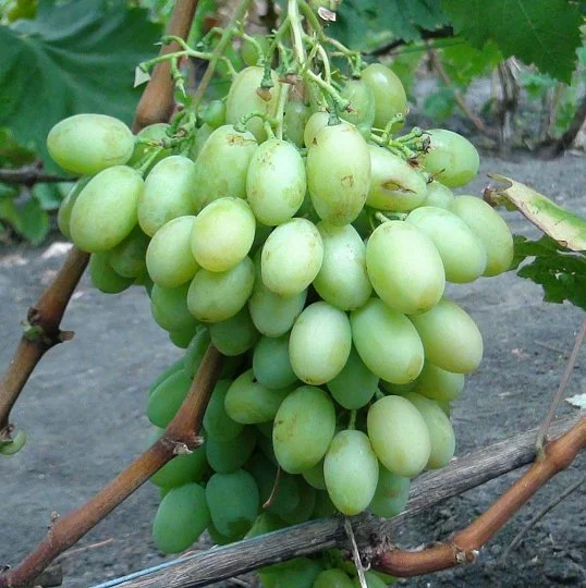 Саженцы винограда Иллария