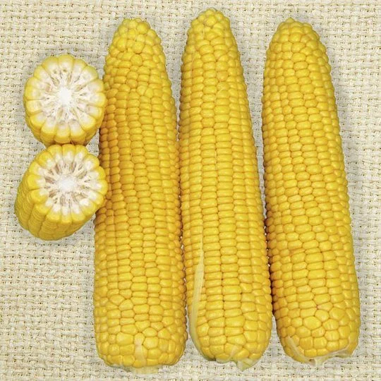 Кукуруза Добрыня F1 15 семян сахарная, Lark Seeds - Фото 2