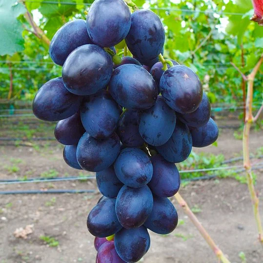 Саджанець винограду Матадор