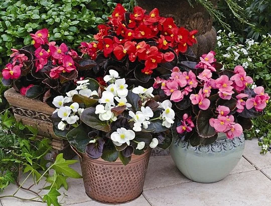 Бегонія Бада Бінг F1 200 дражованого насіння суміш, Syngenta Flowers