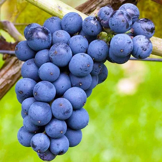 Саженцы винограда Леон Мийо