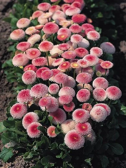 Маргаритка Тассо 1000 дражированных семян бело-розовая, Benary flowers