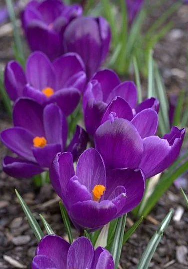 Крокус Flower Record 5 шт крупноцветковый De Ree (10190) - Фото 2