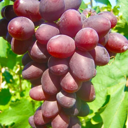 Саженцы винограда Гавриил